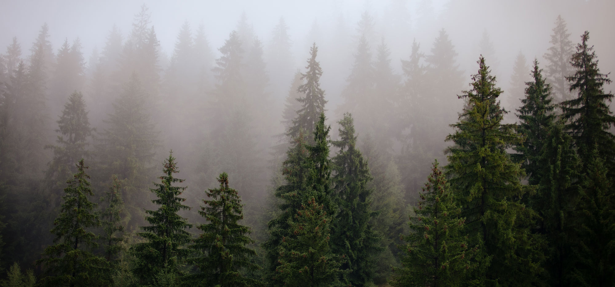 Ein Fichtenwald in dichtem Nebel